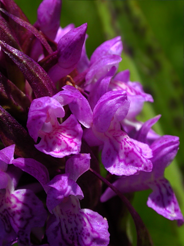 Image of Dactylorhiza incarnata specimen.