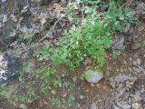 Clematis flammula. Растение с молодыми листьями. Южный берег Крыма, мыс Мартьян. 22 мая 2012 г.