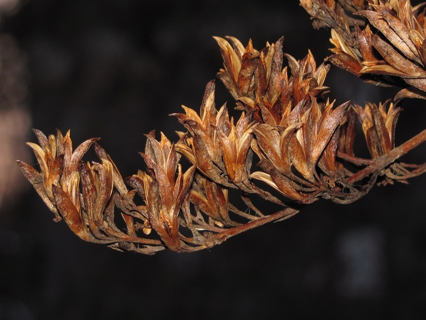 Image of Syringa vulgaris specimen.