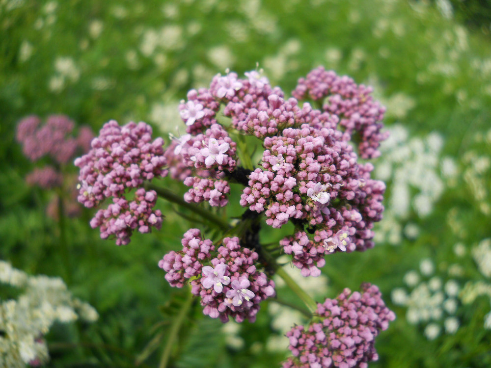 Изображение особи Valeriana grossheimii.