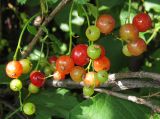 Ribes rubrum. Соплодия с недозрелыми плодами. Татарстан, г. Бавлы, сад. 17.06.2012.