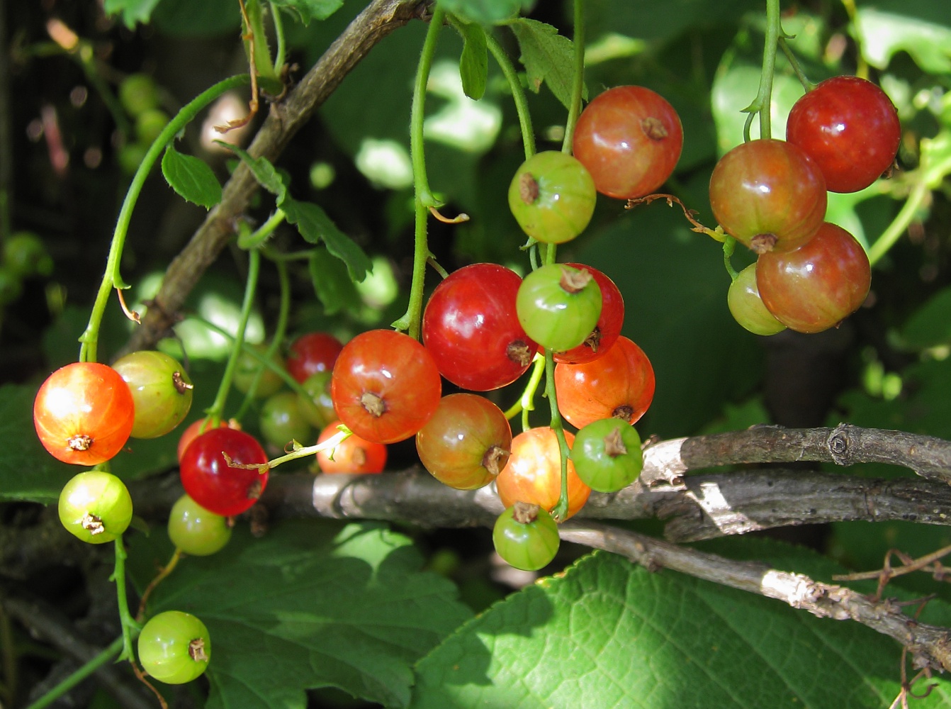 Изображение особи Ribes rubrum.