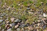 Cerastium holosteoides. Цветущее растение. Берег р. Енисей, галечник. 24.06.2012.