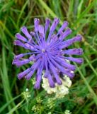 Leopoldia tenuiflora