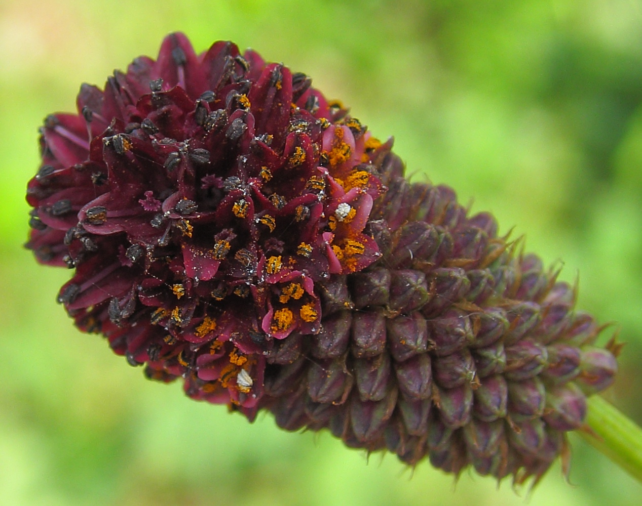 Изображение особи Sanguisorba officinalis.