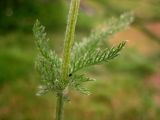 Achillea millefolium. Часть побега. Республика Саха (Якутия), Томпонский р-н, окрестности села Кескил. 09.07.2012.