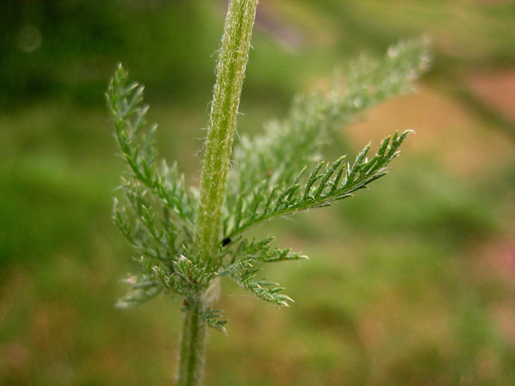 Image of Achillea millefolium specimen.