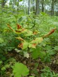 Aesculus hippocastanum