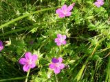 Geranium palustre