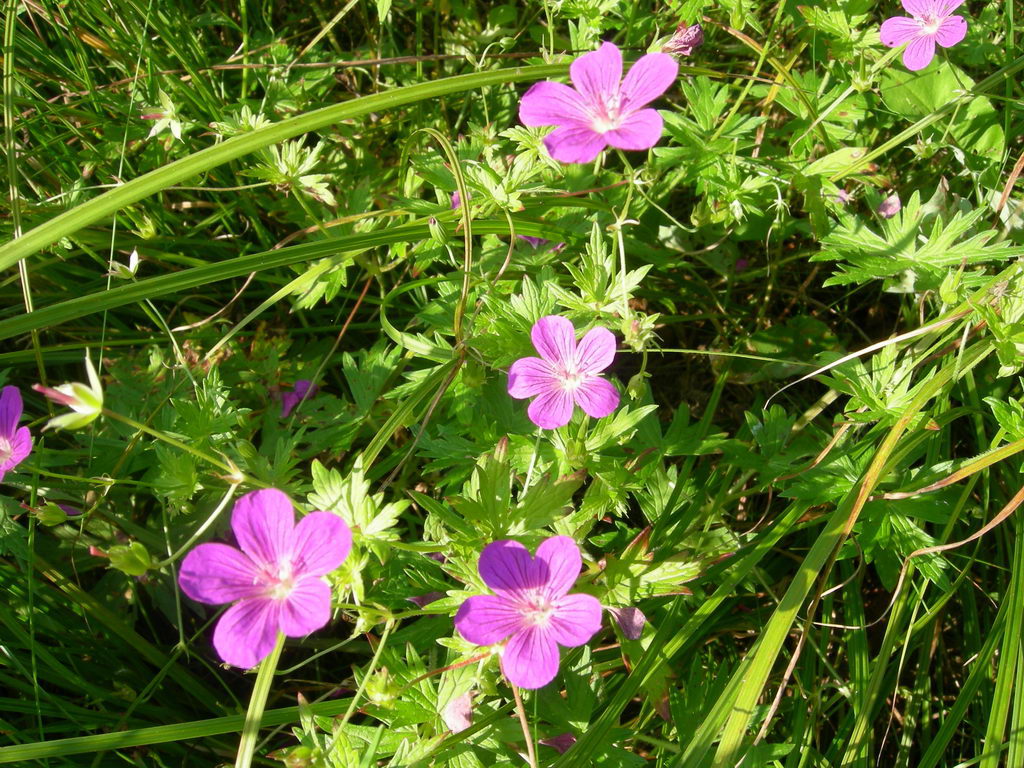 Изображение особи Geranium palustre.