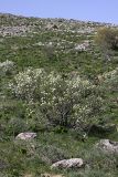 Pyrus regelii. Цветущее растение на горном склоне. Южный Казахстан, хр. Боролдайтау, гора Нурбай; 1250 м н.у.м. 23.04.2012.