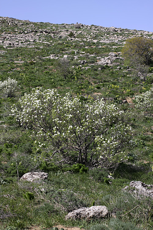 Image of Pyrus regelii specimen.