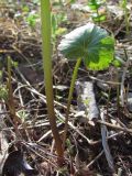 Ranunculus conspicuus. Нижняя часть генеративного побега и прикорневой лист. Окр. Томска, опушка сосново-берёзового леса. 14.05.2012.