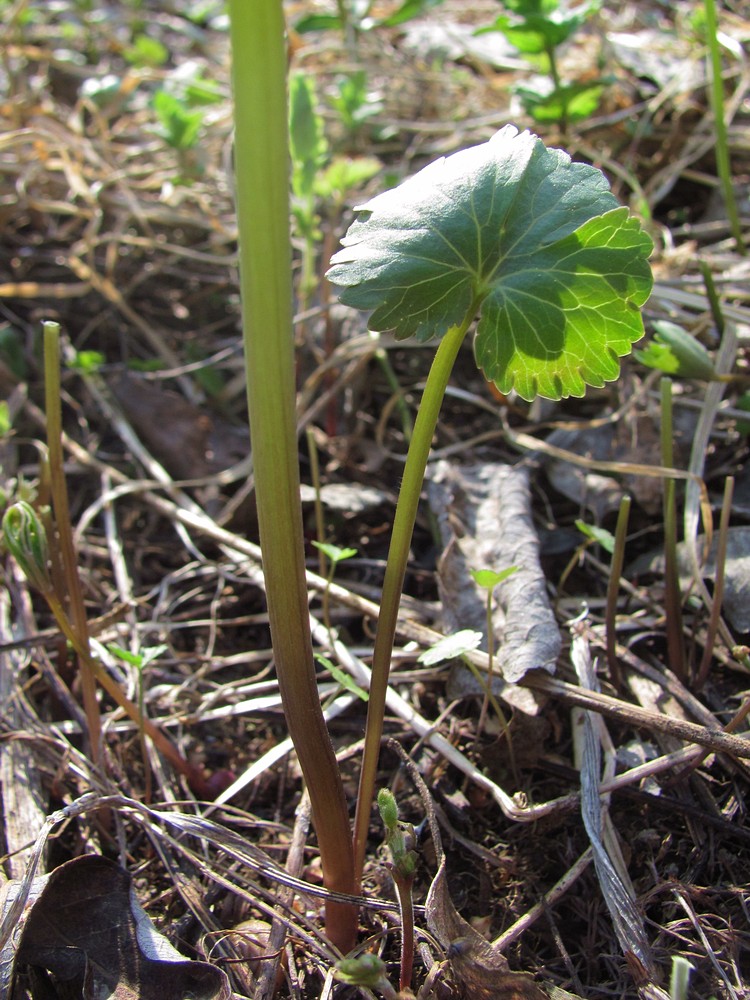 Image of Ranunculus conspicuus specimen.