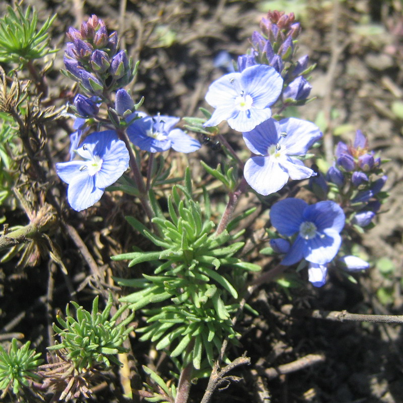 Image of Veronica armena specimen.