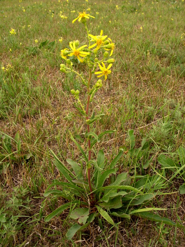 Image of Senecio paucifolius specimen.