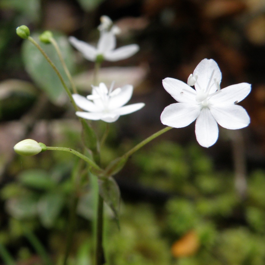 Image of Libertia micrantha specimen.