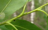 Image of taxon representative. Author is Геннадий Окатов