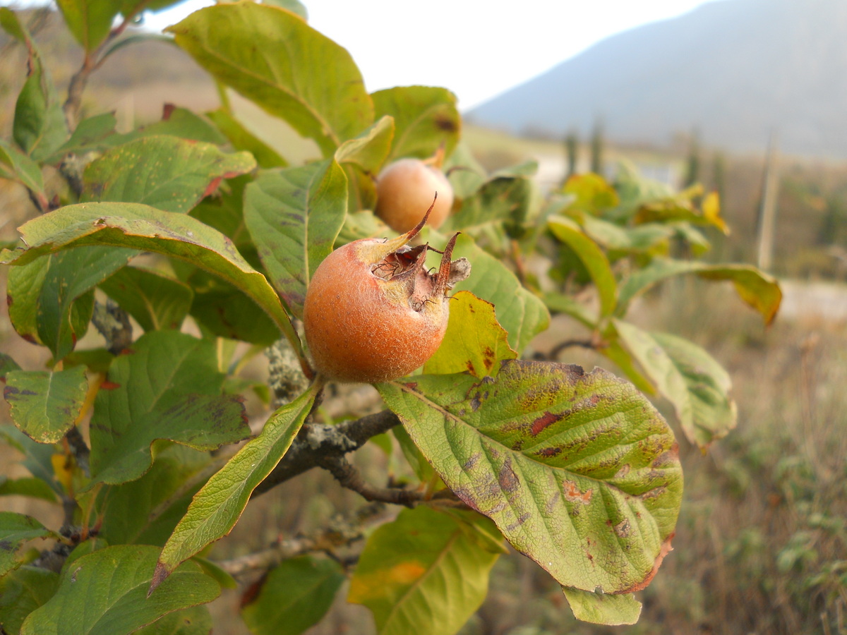 Изображение особи Mespilus germanica.