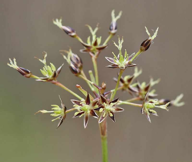 Image of Luzula pilosa specimen.