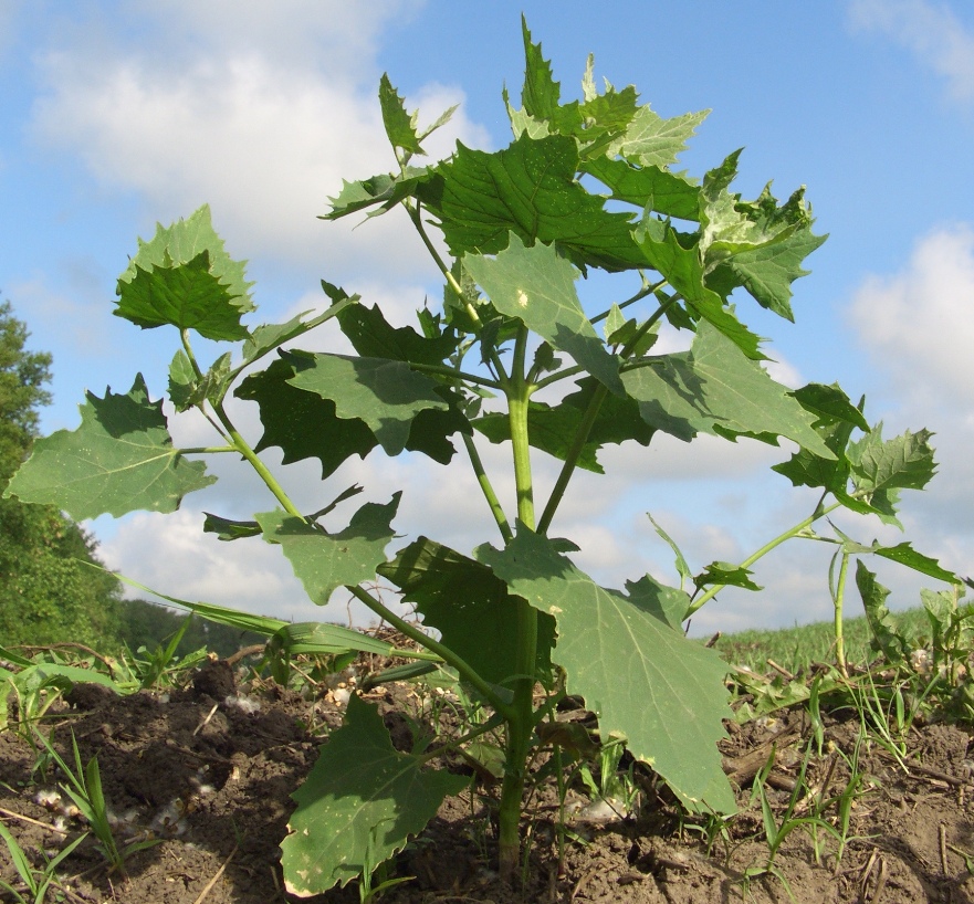 Image of Atriplex sagittata specimen.