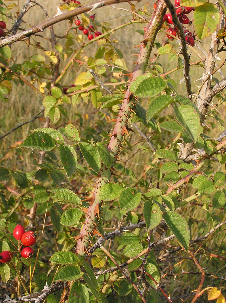 Изображение особи Rosa rubiginosa.