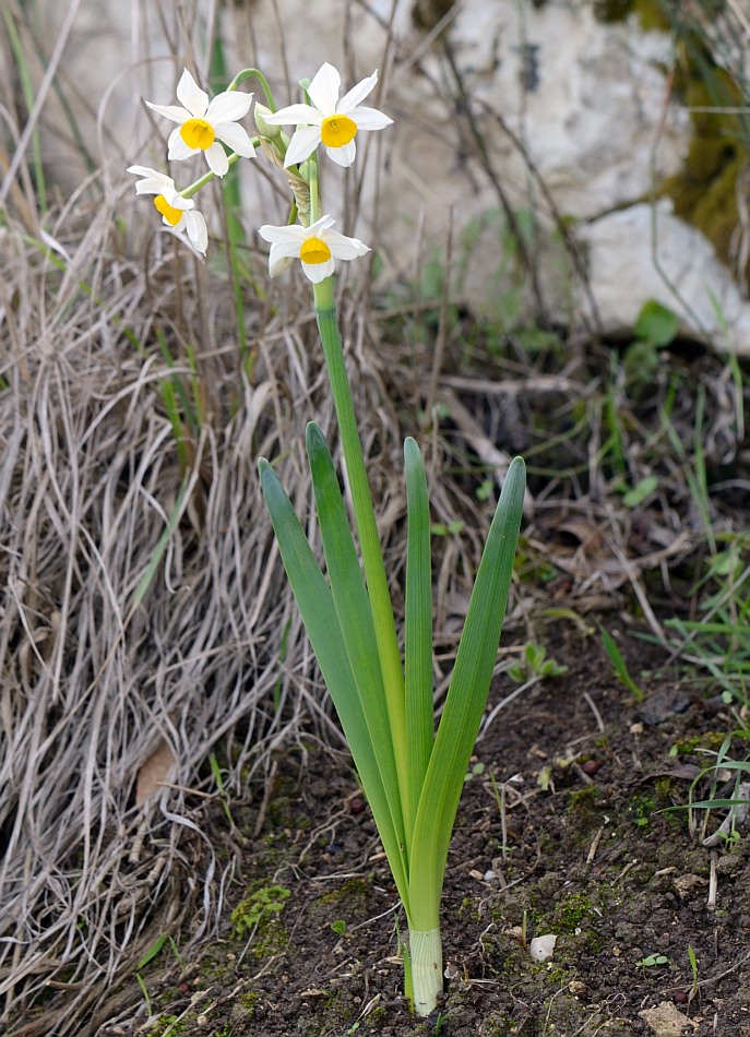 Изображение особи Narcissus tazetta.