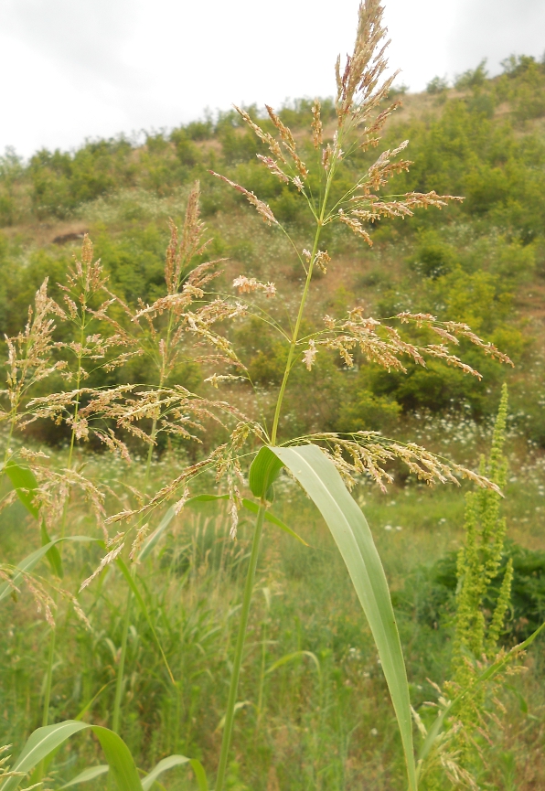 Image of Sorghum halepense specimen.