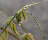 Carex pseudocyperus