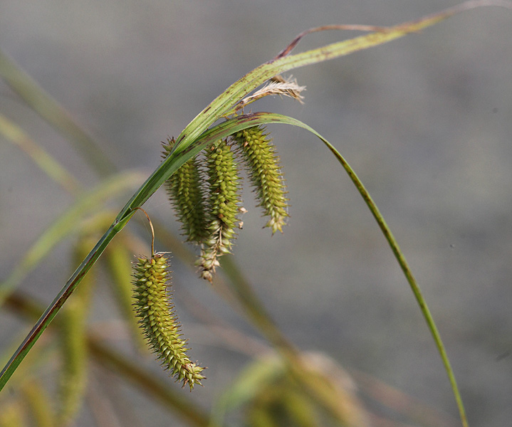 Image of Carex pseudocyperus specimen.