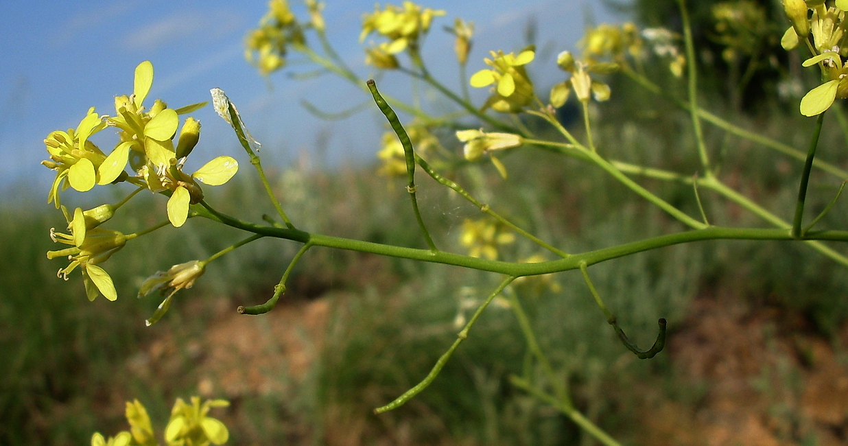 Image of Erucastrum armoracioides specimen.