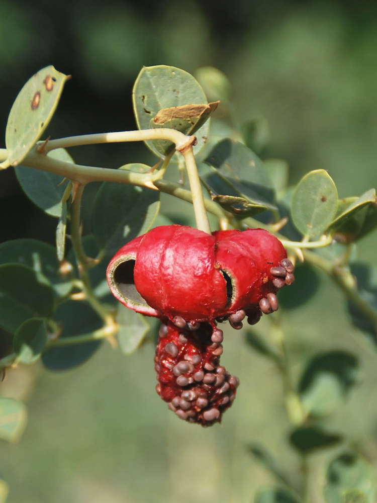 Image of Capparis herbacea specimen.