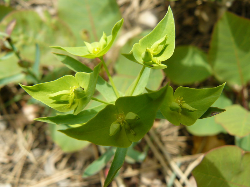 Изображение особи Euphorbia taurinensis.