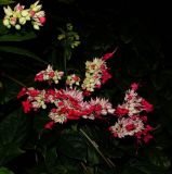 Clerodendrum thomsoniae