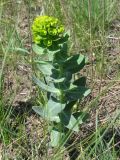 Euphorbia agraria