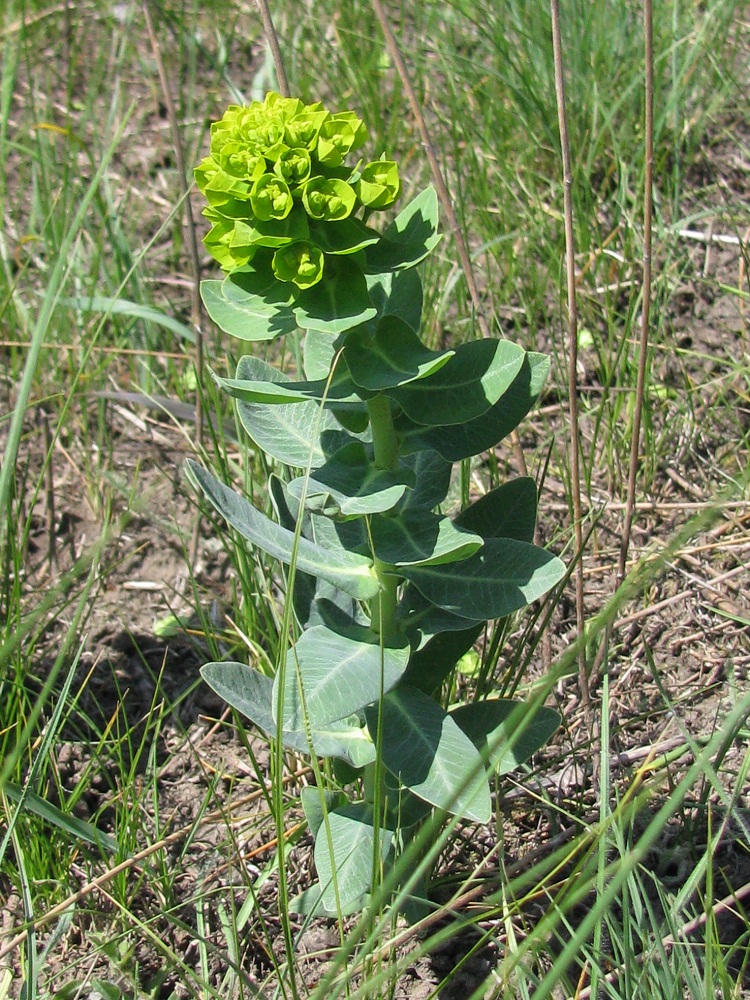 Изображение особи Euphorbia agraria.