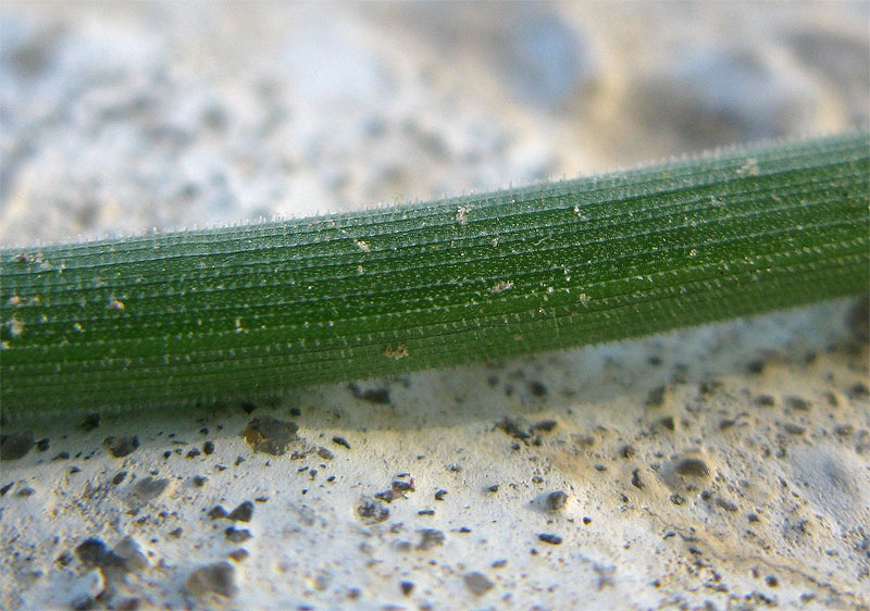 Изображение особи Asphodelus tenuifolius.
