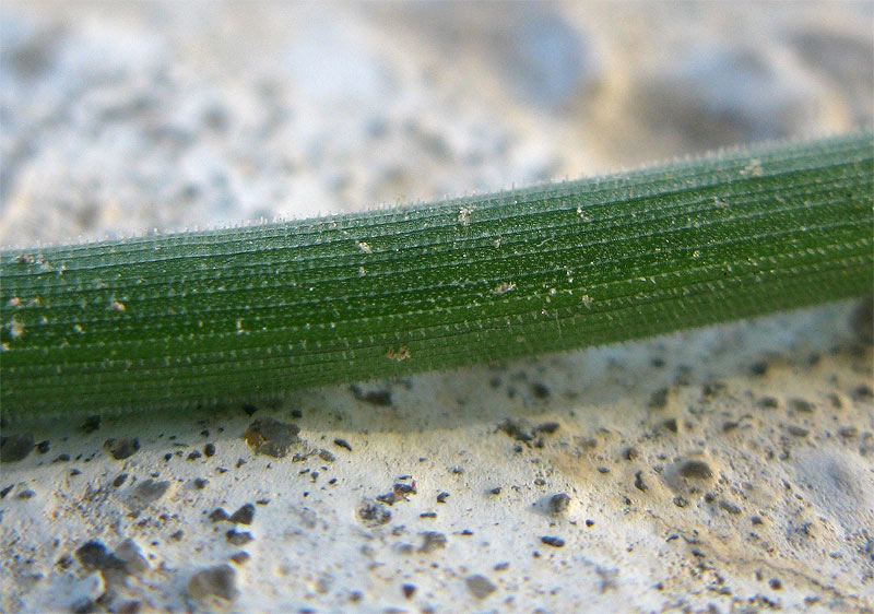 Image of Asphodelus tenuifolius specimen.