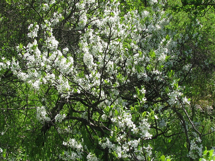 Image of Prunus spinosa specimen.