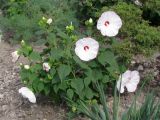 Hibiscus moscheutos. Цветущее растение. Украина, г. Запорожье, Запорожский детский ботанический сад. 02.08.2012.