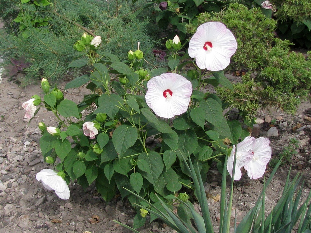 Изображение особи Hibiscus moscheutos.