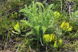 Astragalus xipholobus