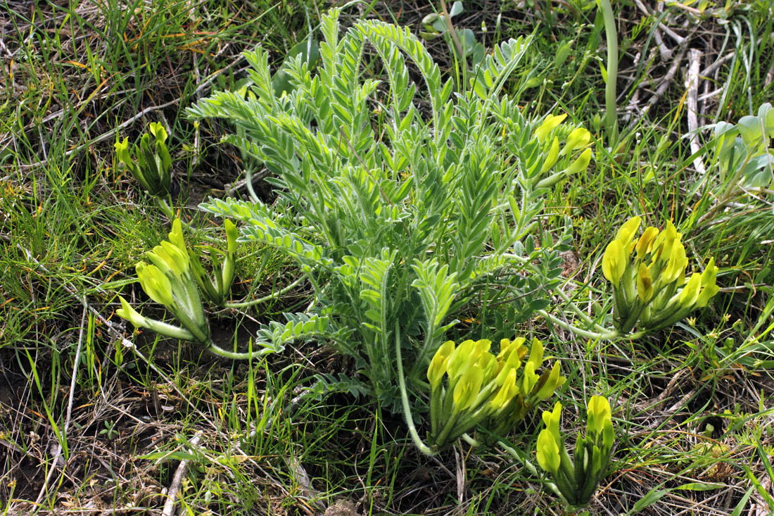 Изображение особи Astragalus xipholobus.