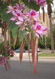 Bauhinia variegata