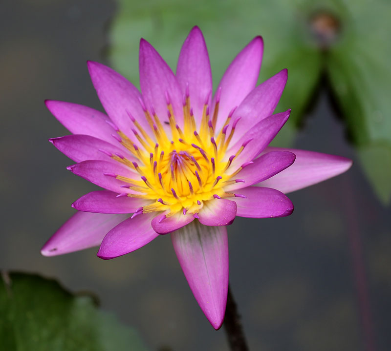 Изображение особи род Nymphaea.