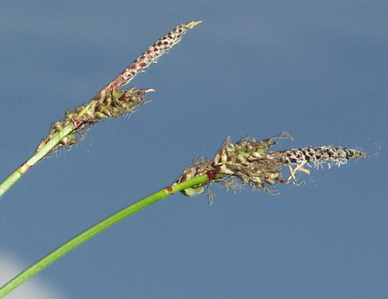 Изображение особи Carex ericetorum.