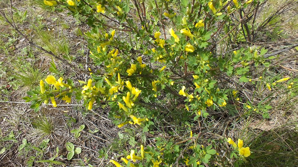 Изображение особи Chamaecytisus ruthenicus.