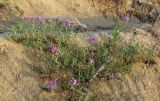 Thymus pallasianus
