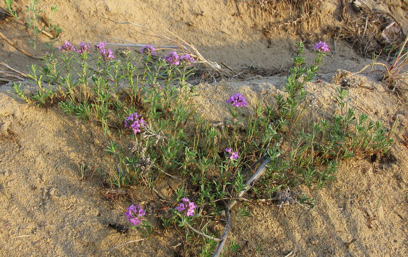 Изображение особи Thymus pallasianus.