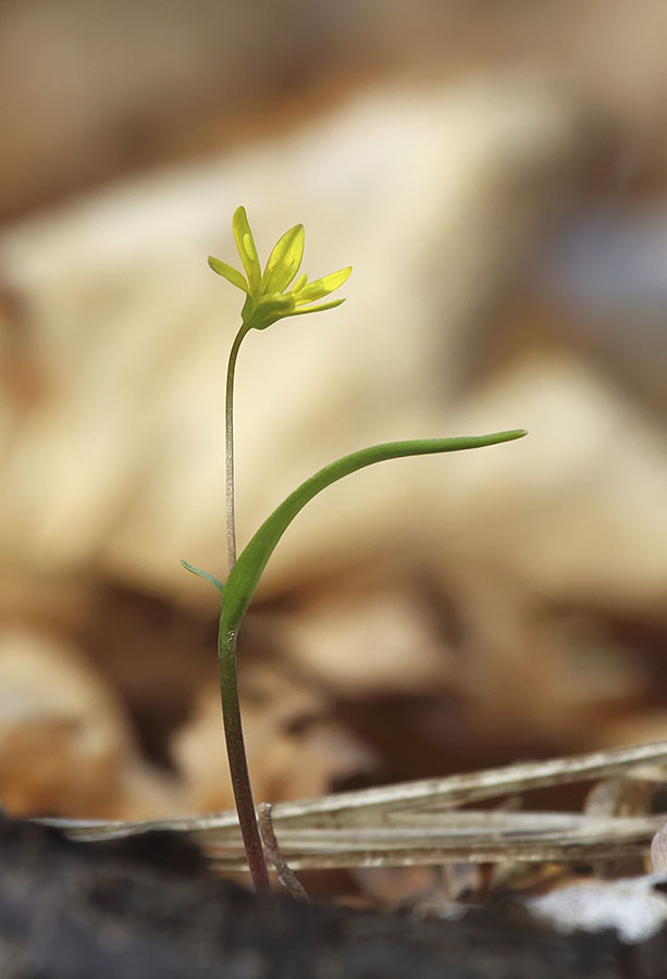 Изображение особи Gagea hiensis.